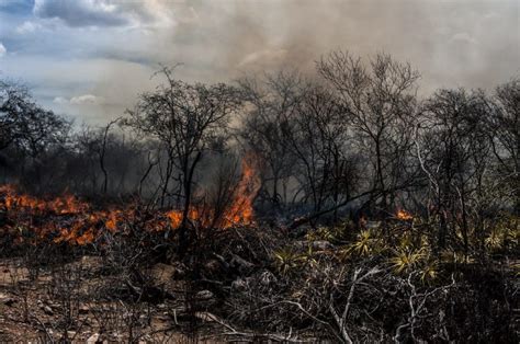 Pernambuco perdeu 40 hectares da vegetação nativa por dia em 2021 No