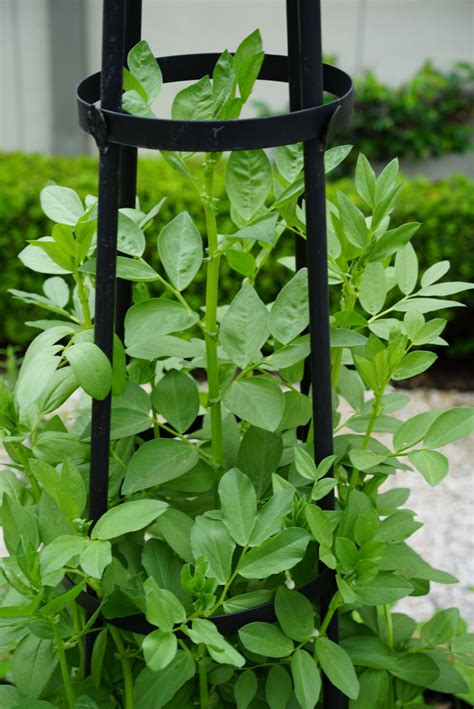 Indeterminate vs Determinate: What's the Difference? • Gardenary