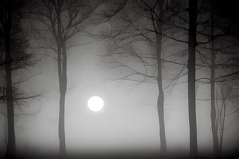 Creepy and Foggy Forest at Night Graphic by eifelArt Studio · Creative ...