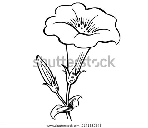 Black White Flower Sketch Stock Vector (Royalty Free) 2191532643 ...