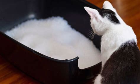 Cat Litter Types Which Is Right For Your Cat And You Zoetis Petcare