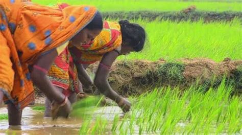 Bengal Village Women Sowing Paddy Stock Video Pond