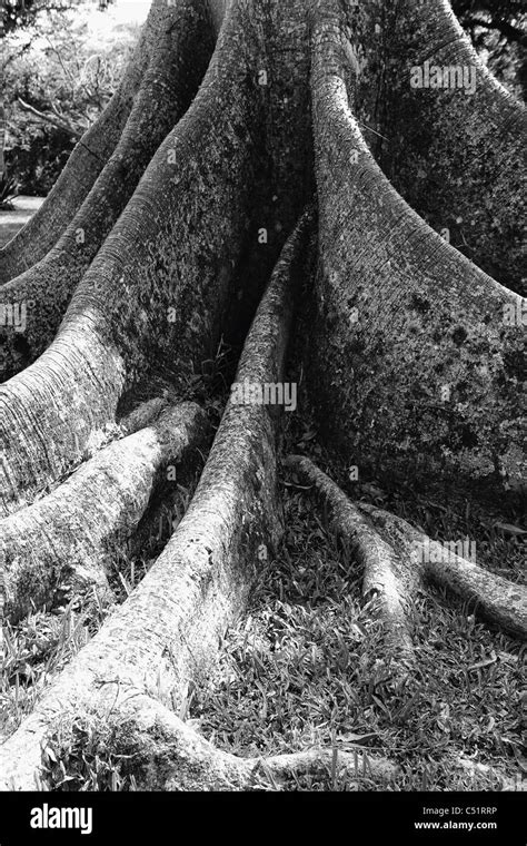 Nahaufnahme Der Wurzeln Der Ceiba Baum Puerto Rico Stockfotografie Alamy