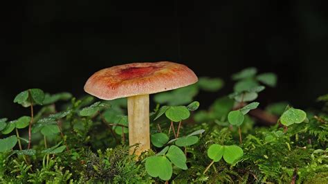 Pilz Pflanze Pilzkunde Kostenloses Foto Auf Pixabay