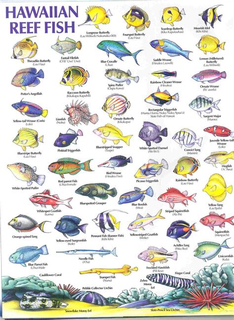 fish names