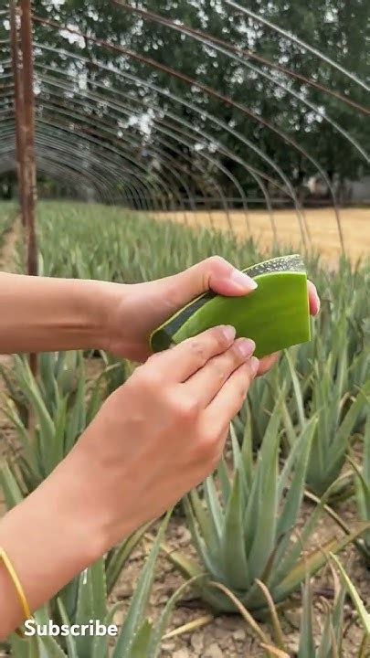 Nourishing Nature Aloe Vera Gel Harvesting For Radiant Skin Youtube