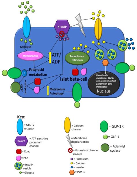 Summary Of Islet Beta Cell Processes That Are Influenced By