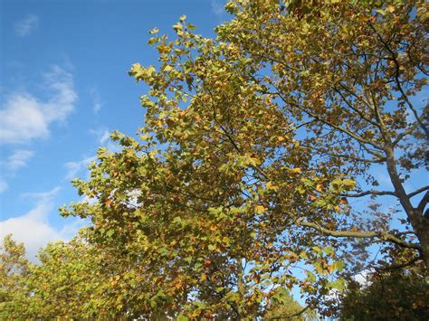 Platanus Hispanica Ahornbl Ttrige Platane Platanus Hi Flickr