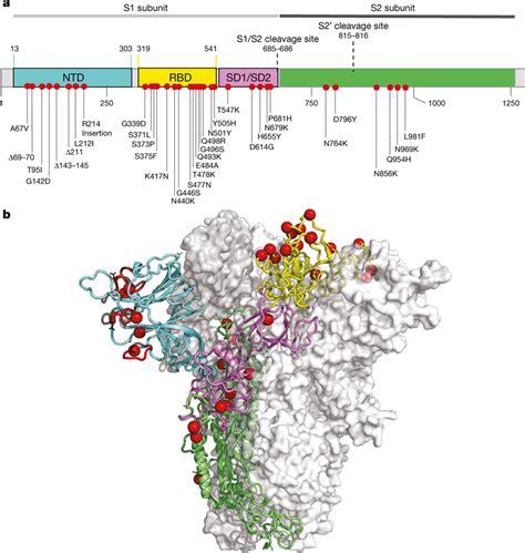 Molecular Profile Of Ba 1 A Amino Acid Mutations On The Spike Gene Of Download Scientific