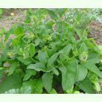 Symphytum Officinale Beinwell Bio Saatgut