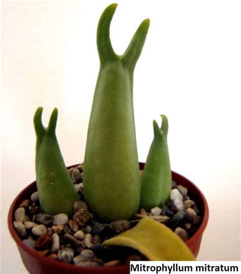 Mitrophyllum mitratum [RARE] / 20 seeds (Living Stones) - UnusualSeeds