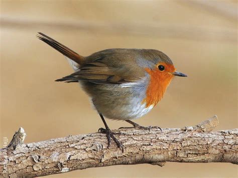 European Robin | KuwaitBirds.org