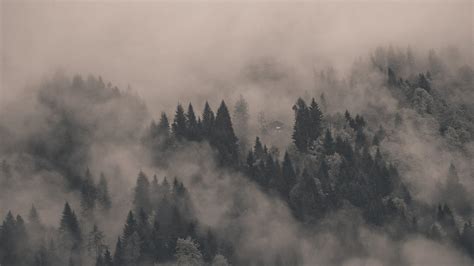 🔥 [80+] Foggy Forest Wallpapers | WallpaperSafari