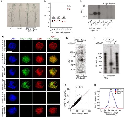 Nucleosomes And Dna Methylation Shape Meiotic Dsb Frequency In