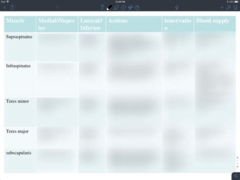 Scapular Region Muscle Table Diagram Quizlet