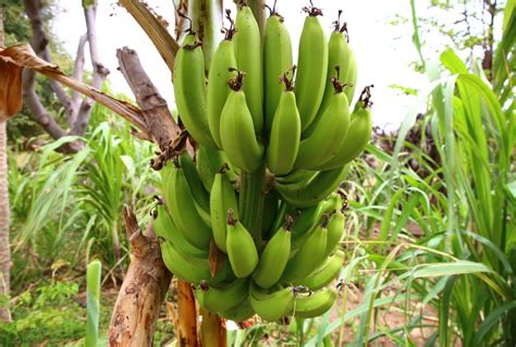 WUR and KeyGene to contribute to African banana varieties resistant to ...