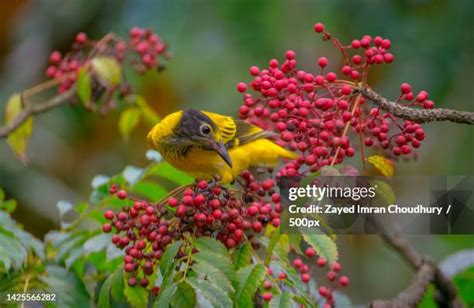 Bangladesh Wildlife Photos and Premium High Res Pictures - Getty Images