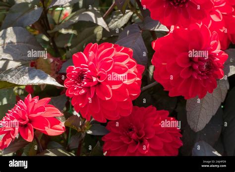 Deep Red Flowers High Resolution Stock Photography and Images - Alamy