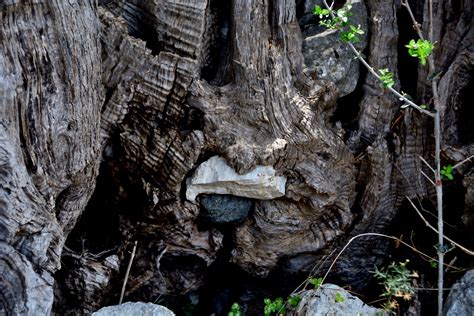 TEOS Teo Ancient City Sigacık Turkey Ancient Olive Tree Flickr