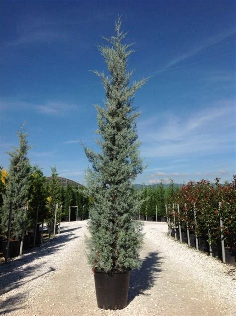 Кипарис аризонский Фастигиата Cupressus arizonica Fastigiata - Флора Ленд