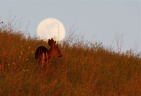 Elevation of San Jose, CA, USA Elevation Finder - Topographic map