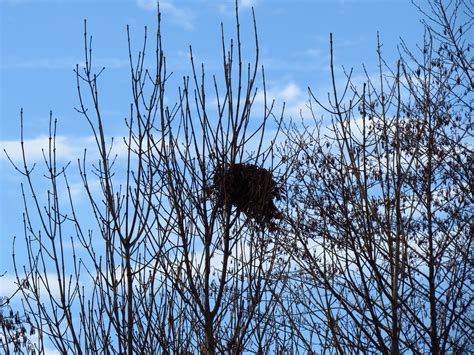 Free Images Tree Nature Grass Branch Snow Winter Sky Wood