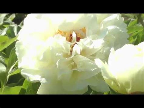 Белые пионы поэтапно маслом. Пленэр в Ботаническом саду.Peonies.Picture ...