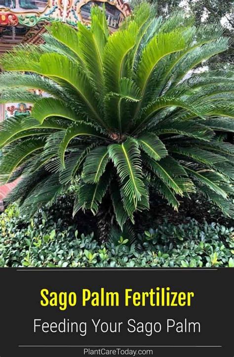 How To Care For Sago Palm Tree Artofit