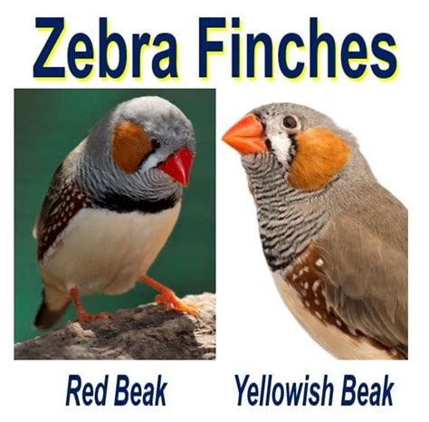 Zebra Finch Male Vs Female