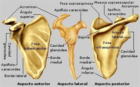 Escapula Caja Toracica