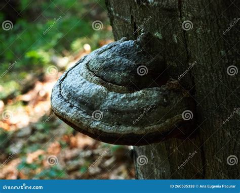 Fomitopsis Betulina Previously Piptoporus Betulinus Known As The