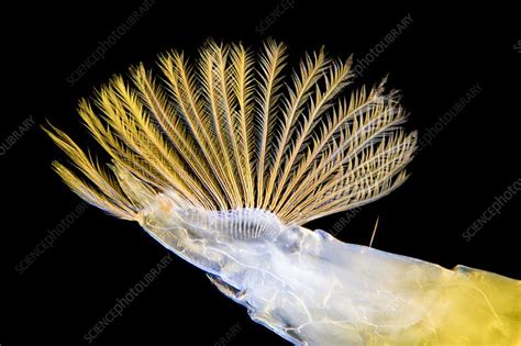 Phantom Midge Larva Light Micrograph Stock Image C047 9960