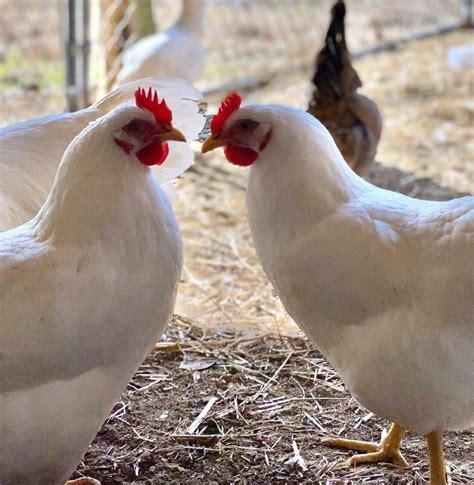 Top 10 White Chicken Breeds (with Pictures)