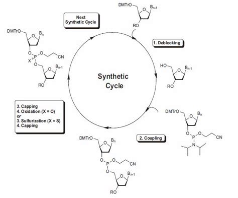 Phosphoramidites For Oligonucleotide Synthesis Boc Sciences