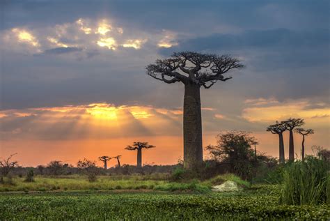 The Adaptations Of The Baobab Tree Sciencing