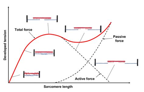 Rate Of Force Development RFD GymAware