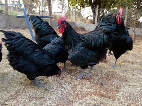 Ovos Galados Galinha Gigante Negro De Jersey Mercado Livre