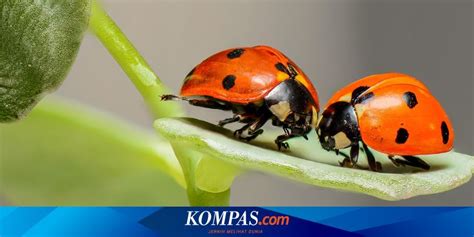 9 Serangga Musuh Alami Untuk Hama Tanaman Apa Saja