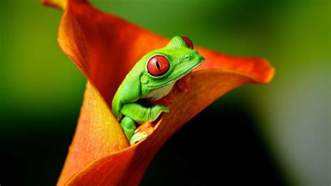 Amphibian Wallpapers Top Free Amphibian Backgrounds Wallpaperaccess