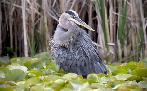 Great Blue Heron Bird Free Vector Graphic On Pixabay Pixabay