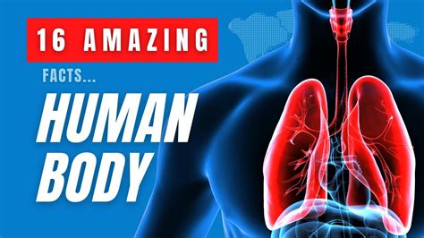 16 Amazing Facts About The Human Body YouTube