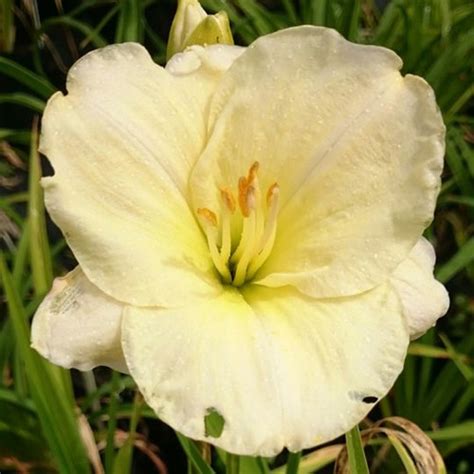 Bone China Daylily Hemerocallis New Hope Daylilies