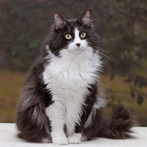 258 Long Haired Tuxedo Cat Images Tuxedo Cat Persimmon Breed White