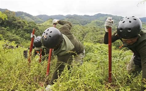 Perú Planea Erradicar 18 000 Hectáreas De Cultivos De Coca El Próximo Año