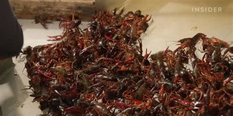 How a Louisiana crawfish company harvests 60,000 pounds a day