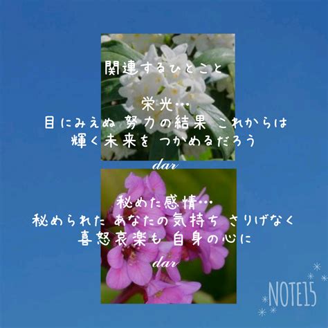 今日の花たち2023210 花言葉と関連するひとこと ジンチョウゲ 栄光･不死･不滅･永遠 ヒマラヤユキノシタ 秘めた感情･順応･忍耐･深い愛情｜だー