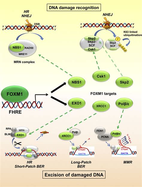 Foxm1 Regulates Essential Mediators Of Dna Damage Recognition And