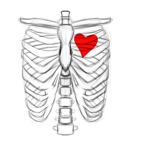 Rib Cage Heart Templates