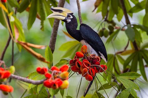 500+ Hornbill Pictures [HD] | Download Free Images on Unsplash