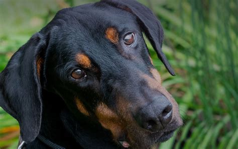 Doberman Hound Mix Puppies